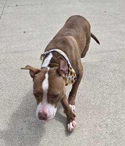 Nala, a ADOPTABLE Pit Bull Terrier in Bucyrus, OH image 4/4