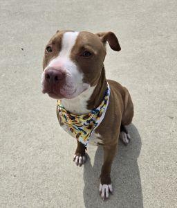Nala, a ADOPTABLE Pit Bull Terrier in Bucyrus, OH image 3/4