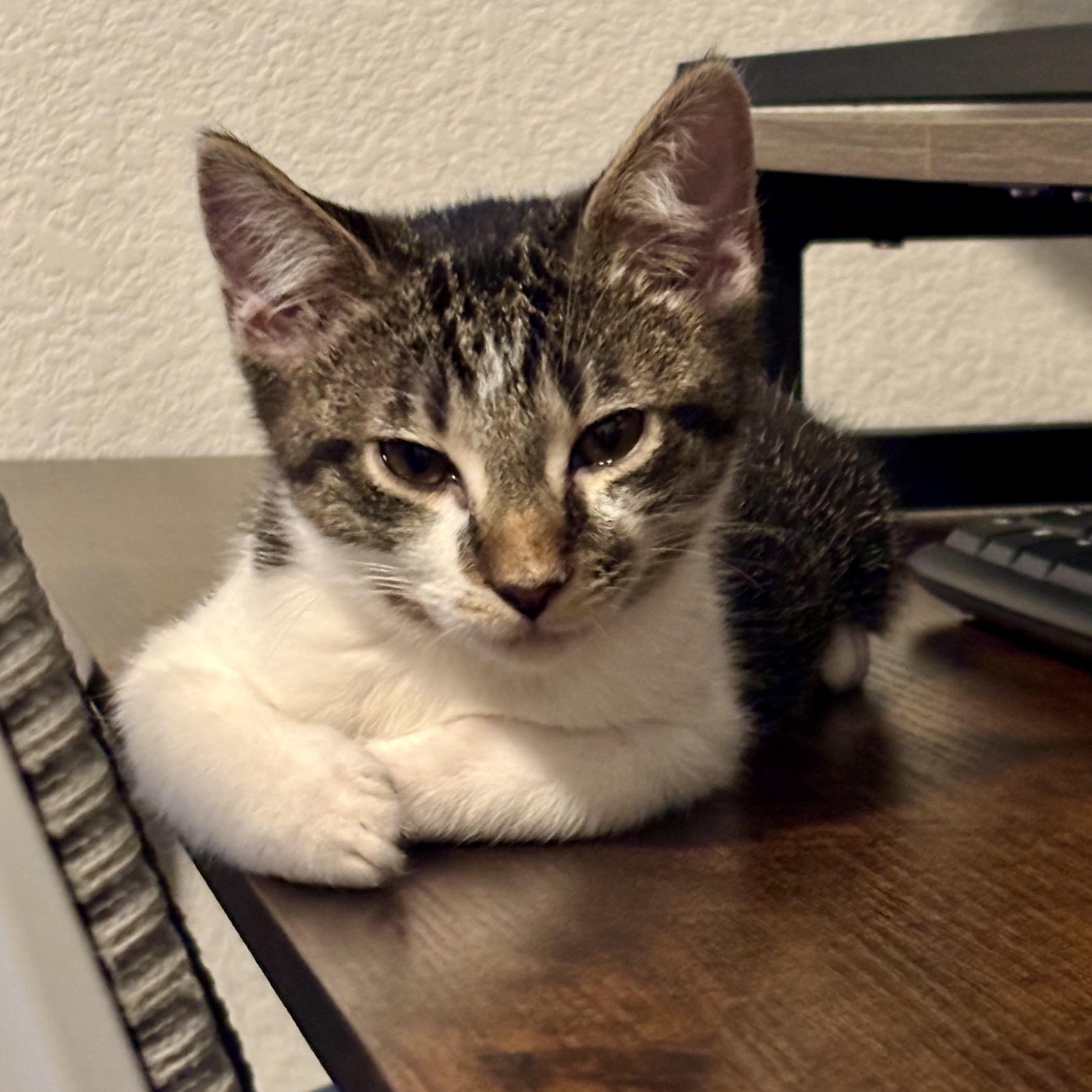 Enlarge Oliver, a Adoptable Domestic Short Hair in Sacramento, CA image 1/6