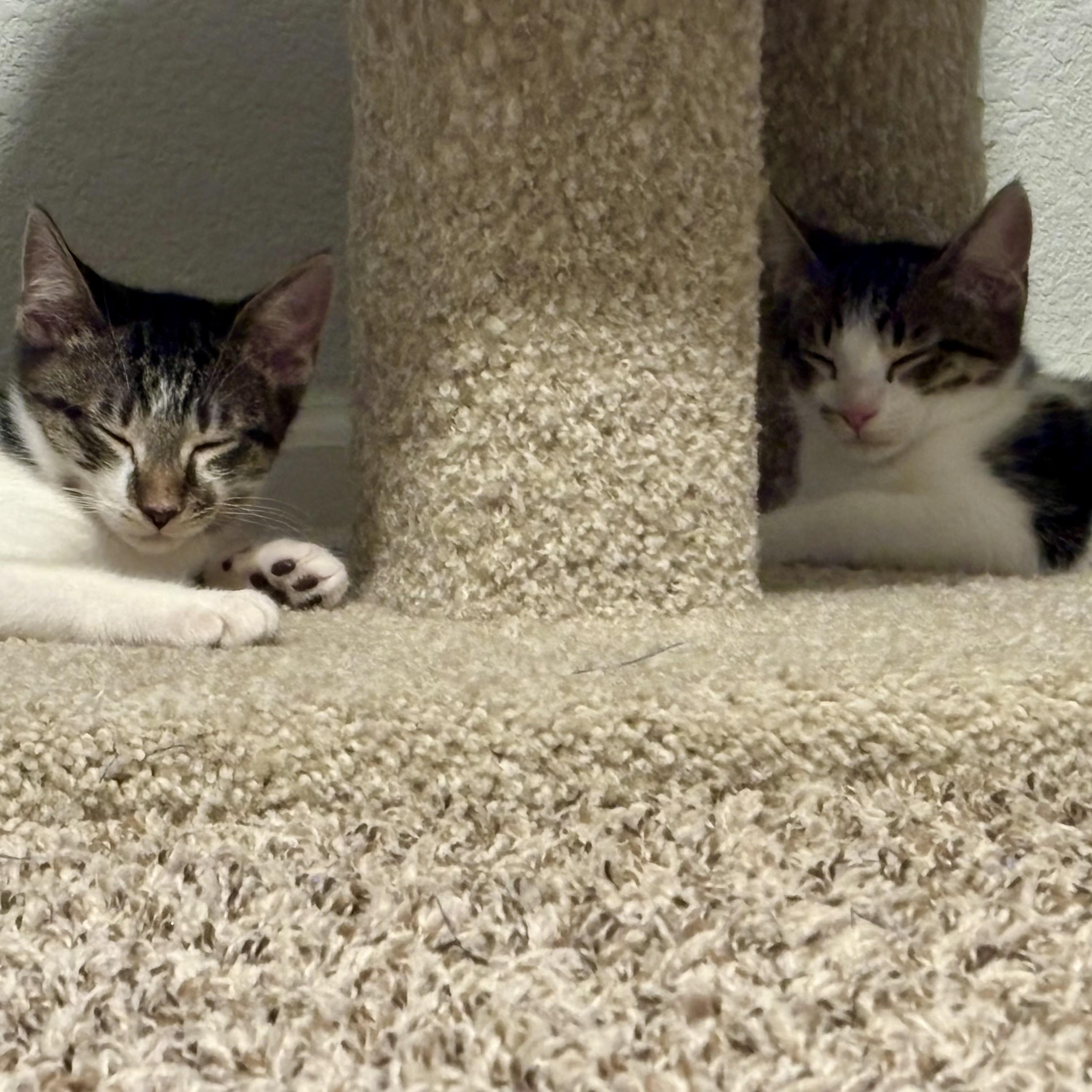 Enlarge Oliver, a Adoptable Domestic Short Hair in Sacramento, CA image 3/6