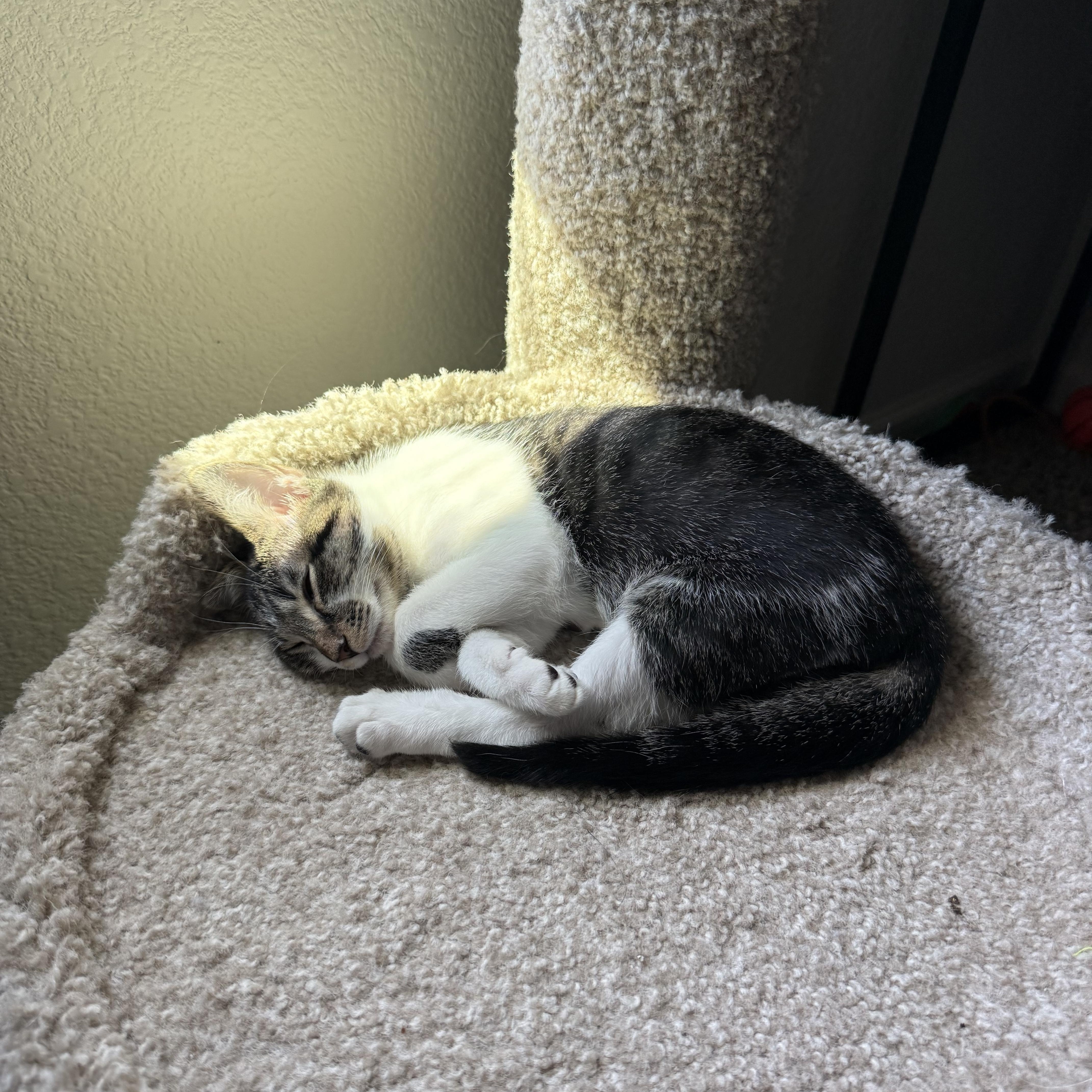 Enlarge Oliver, a Adoptable Domestic Short Hair in Sacramento, CA image 5/6