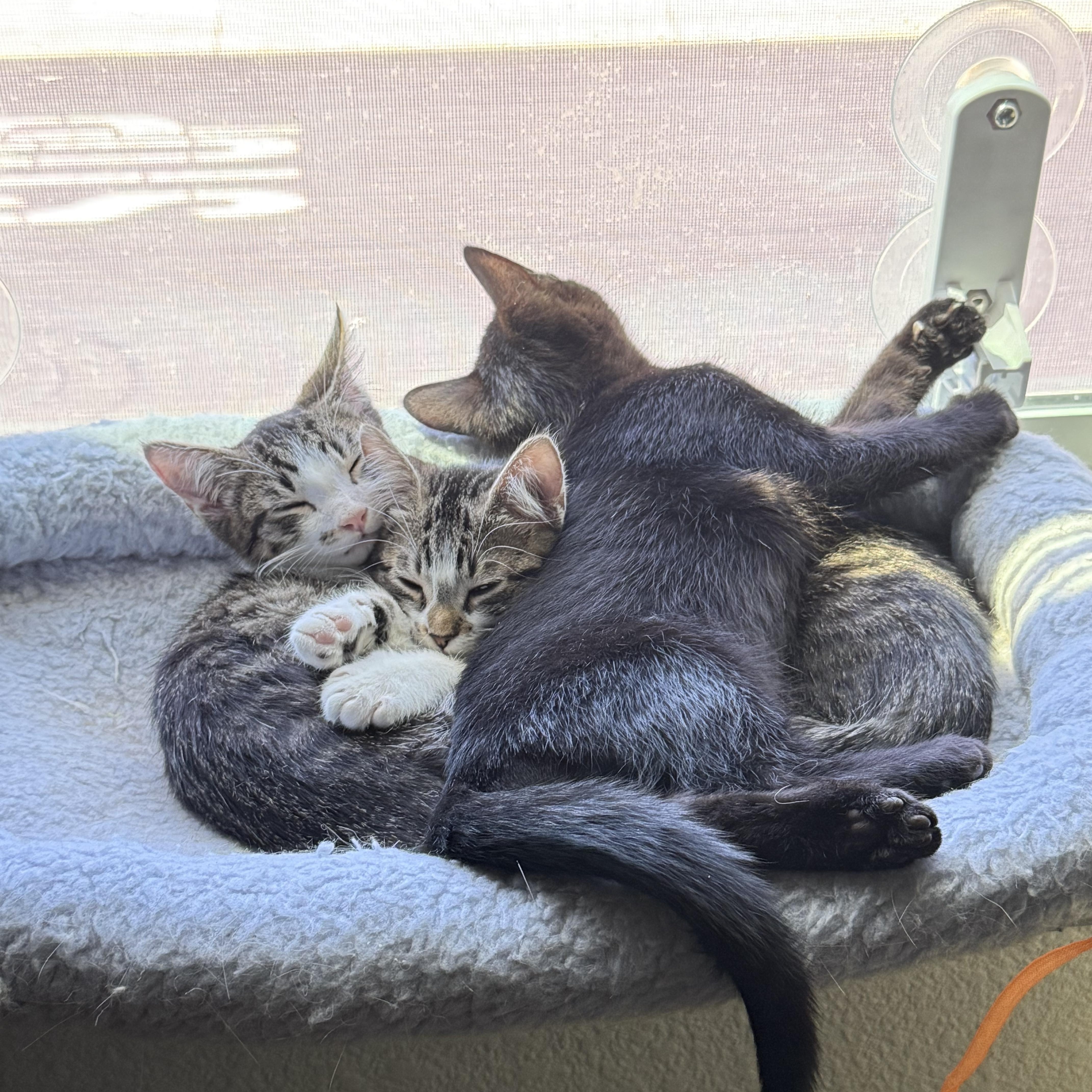 Enlarge Oliver, a Adoptable Domestic Short Hair in Sacramento, CA image 6/6