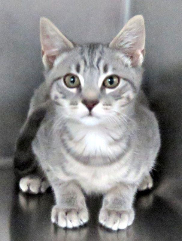 Dorman, Adoptable, Kitten Male Domestic Short Hair.