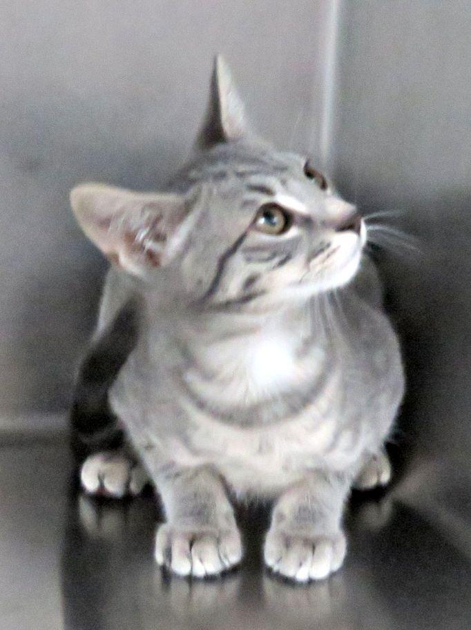 Enlarge Dorman, a Adoptable mixed breed in Lexington, VA image 2/2