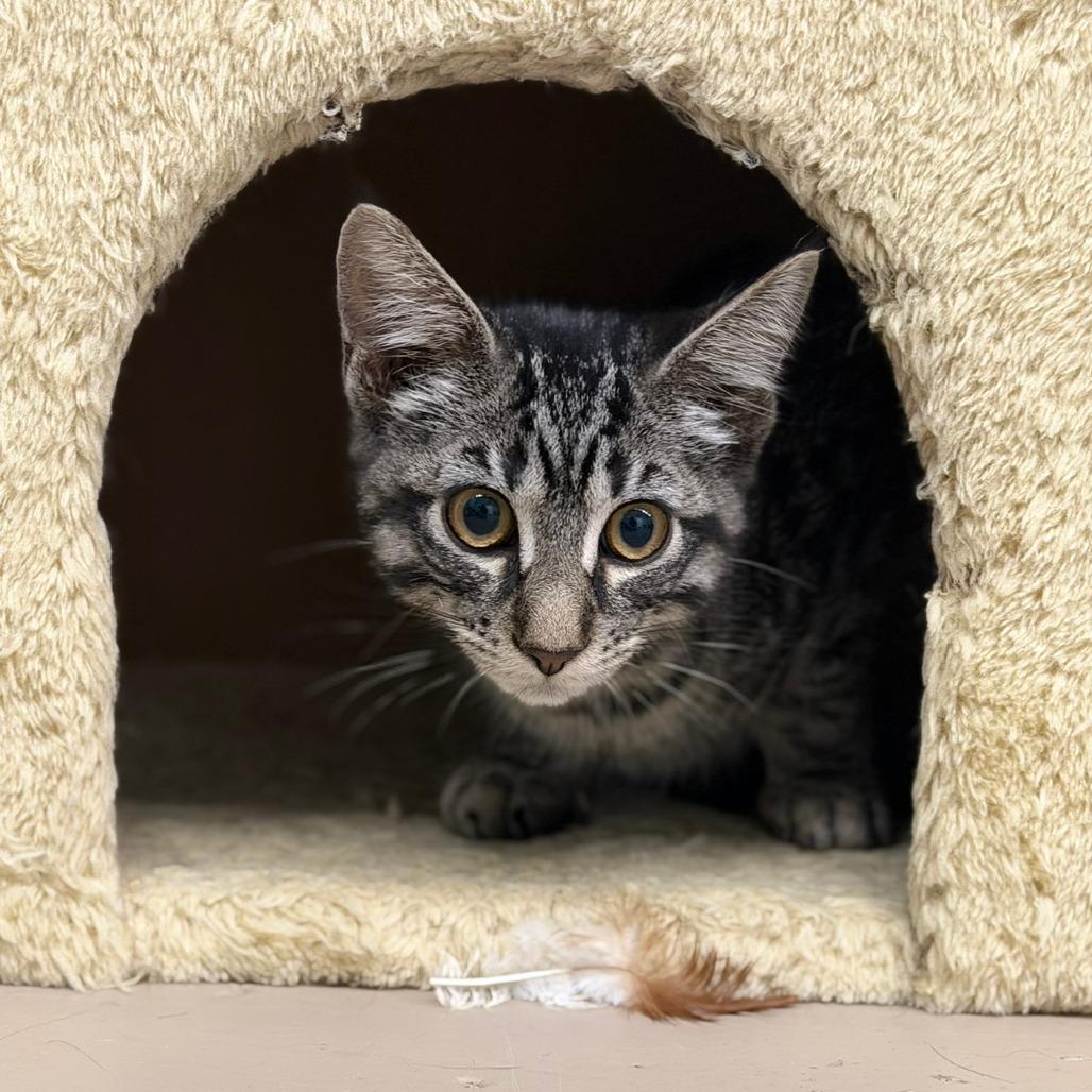 Carter Jr., Adoptable, Young Male Domestic Short Hair.