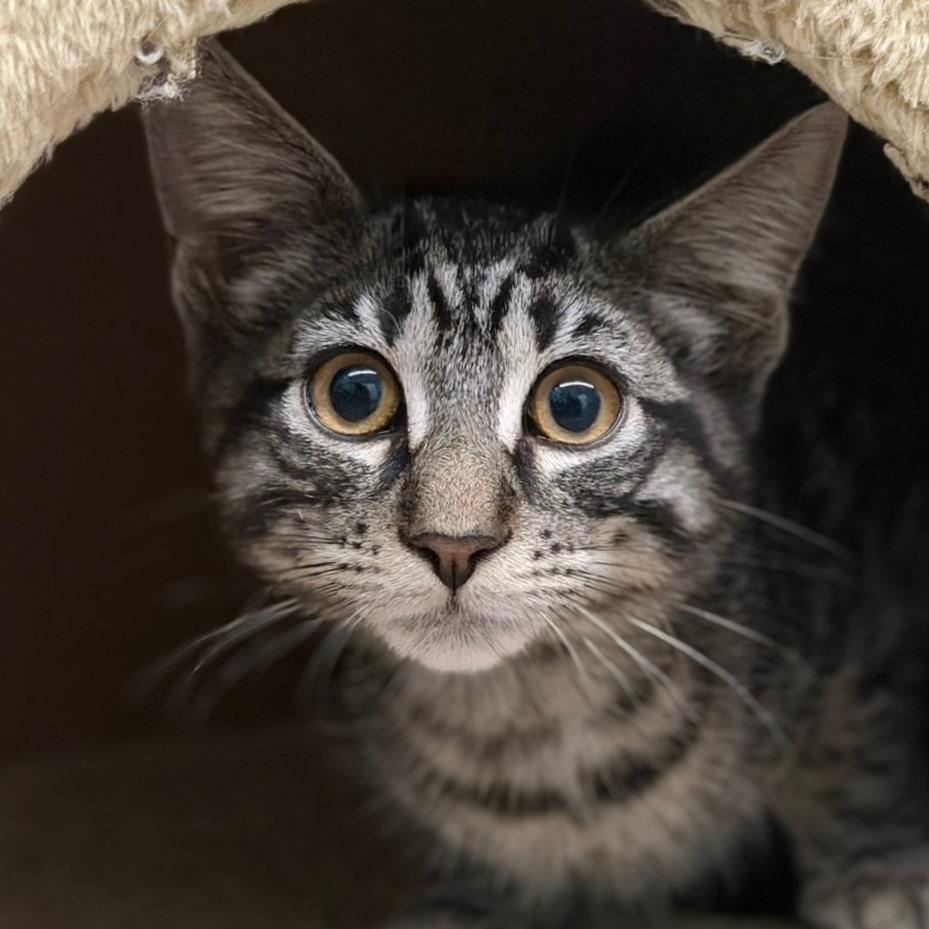 Enlarge Carter Jr., a Adoptable Domestic Short Hair in Pittsford, VT image 2/2