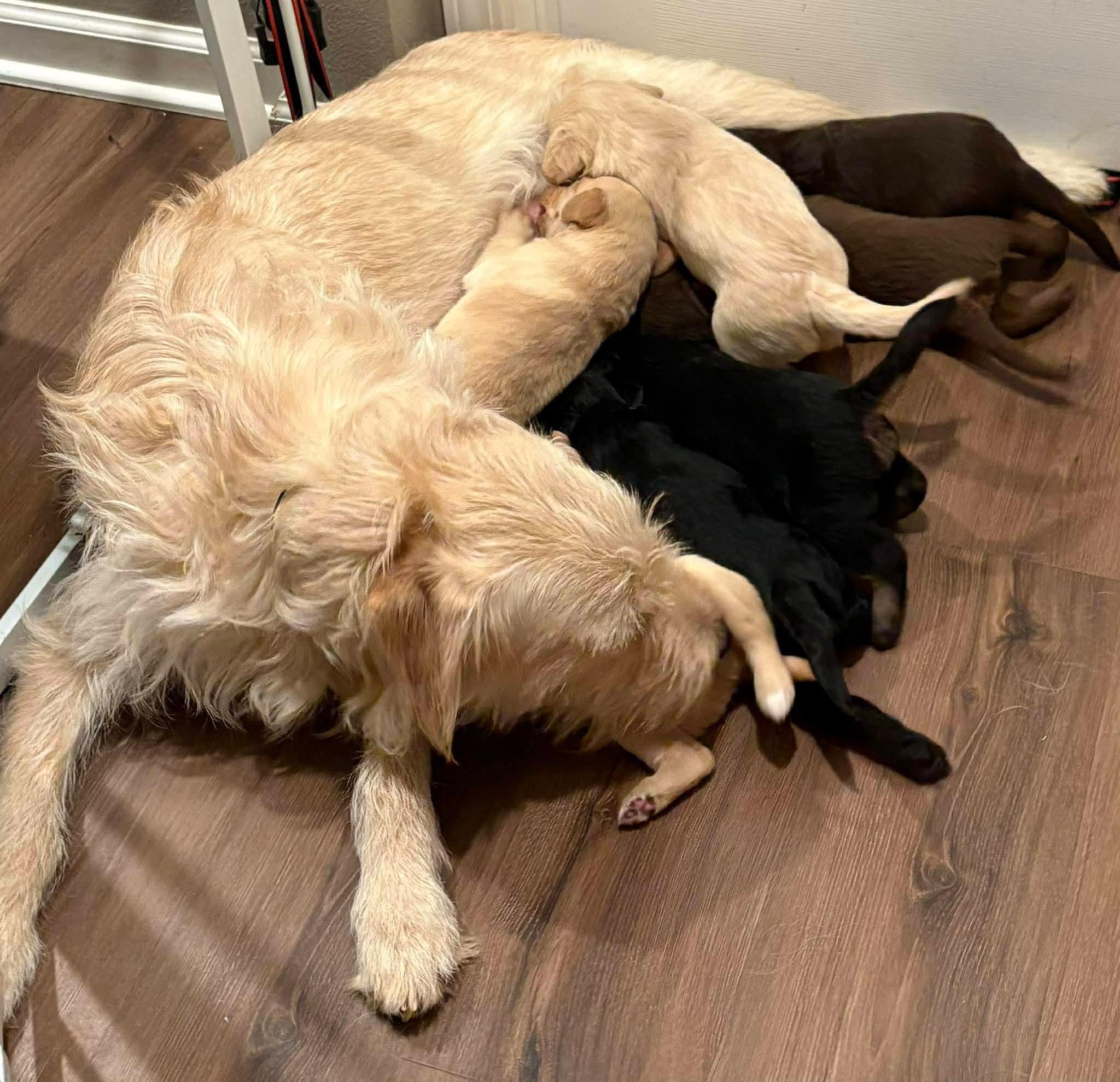 Enlarge Treasure, a ADOPTABLE mixed breed in Sawyer, ND image 5/6