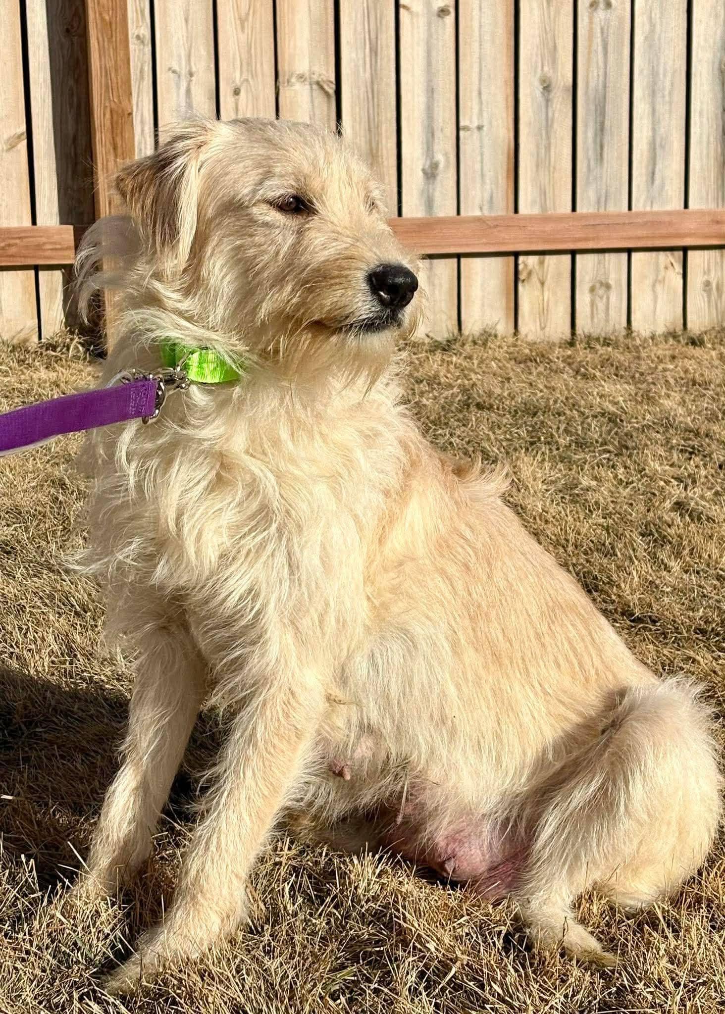 Enlarge Treasure, a ADOPTABLE mixed breed in Sawyer, ND image 6/6