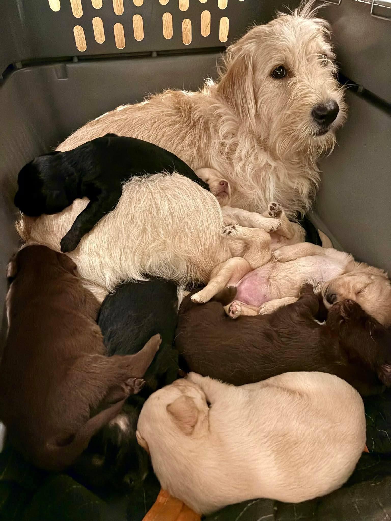 Enlarge Treasure, a ADOPTABLE mixed breed in Sawyer, ND image 2/6