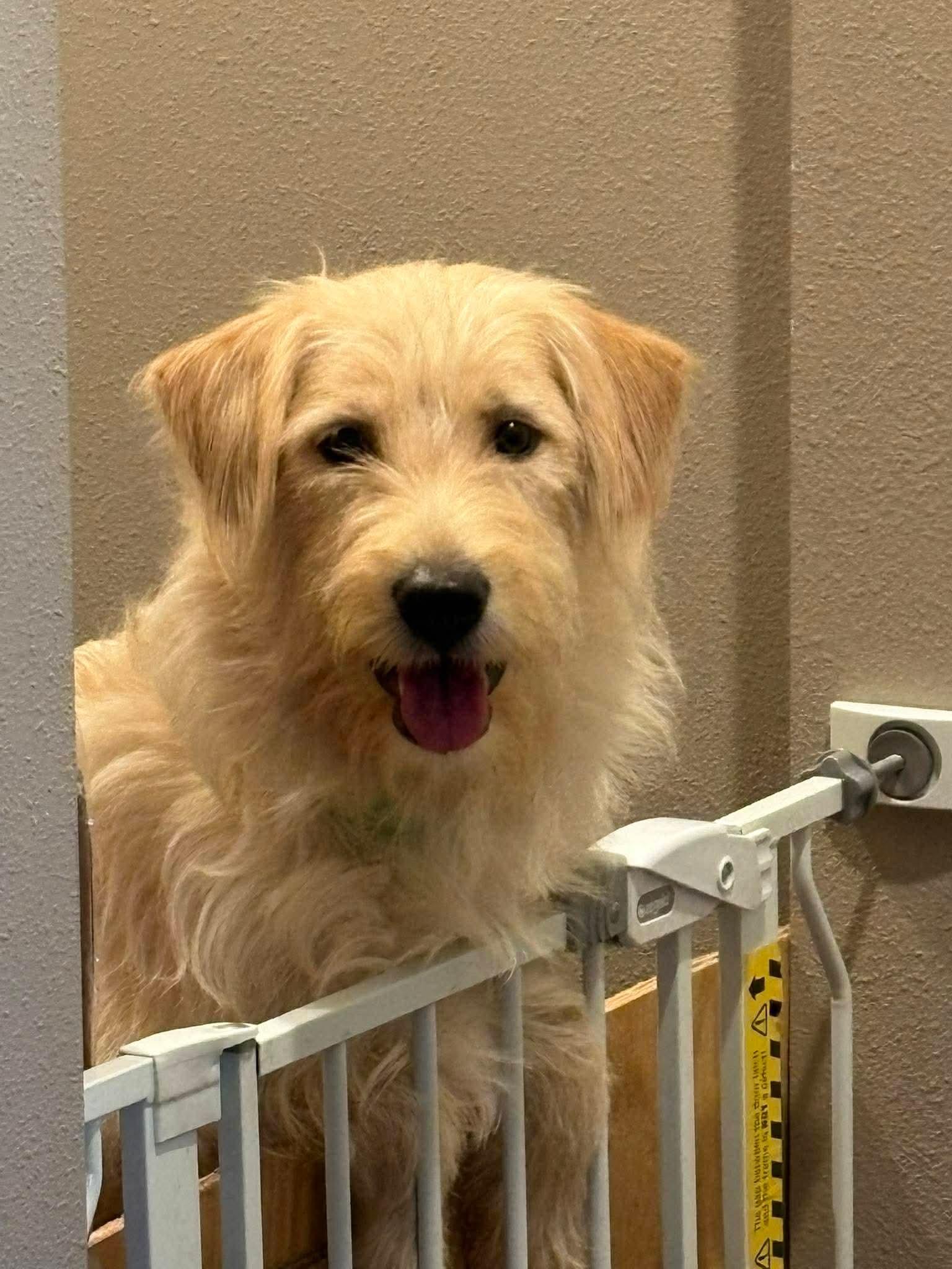 Enlarge Treasure, a ADOPTABLE mixed breed in Sawyer, ND image 3/6