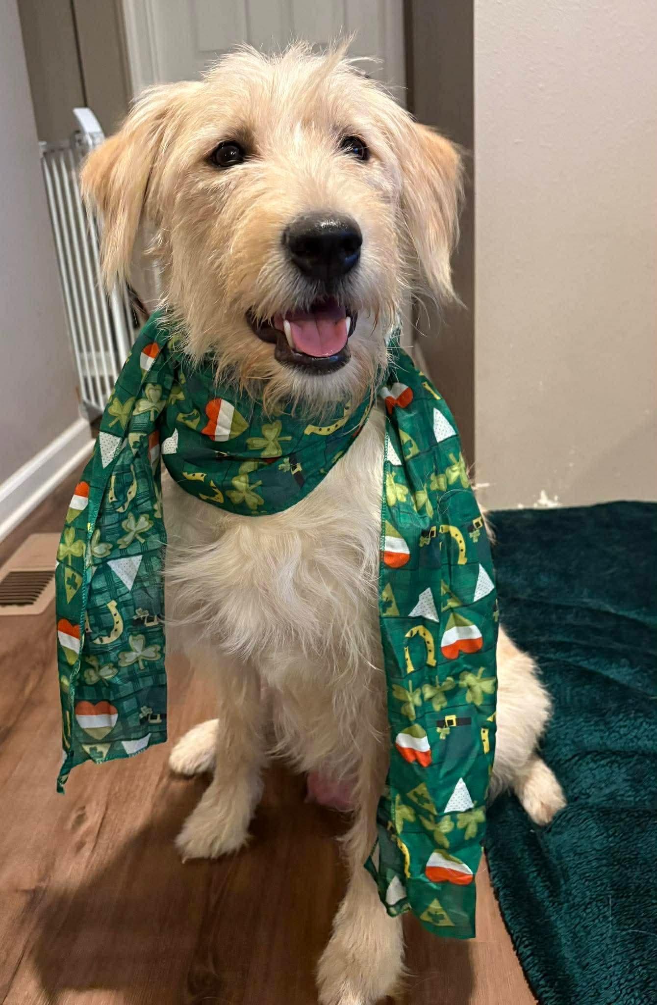 Treasure, ADOPTABLE, Young Female Poodle & Golden Retriever.