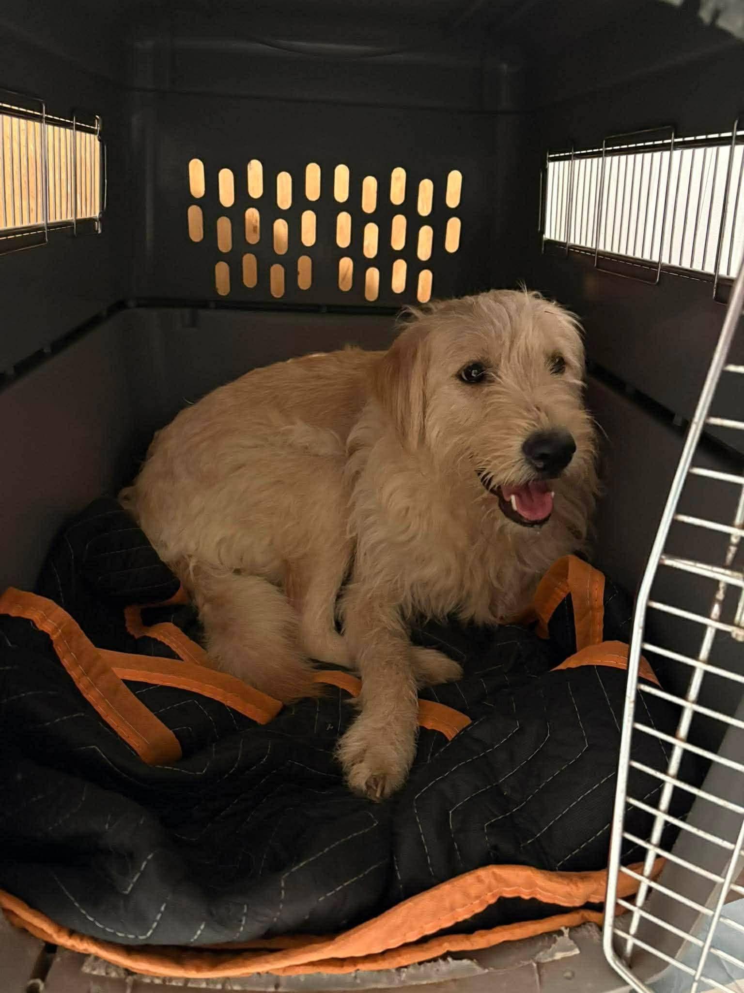 Enlarge Treasure, a ADOPTABLE mixed breed in Sawyer, ND image 4/6