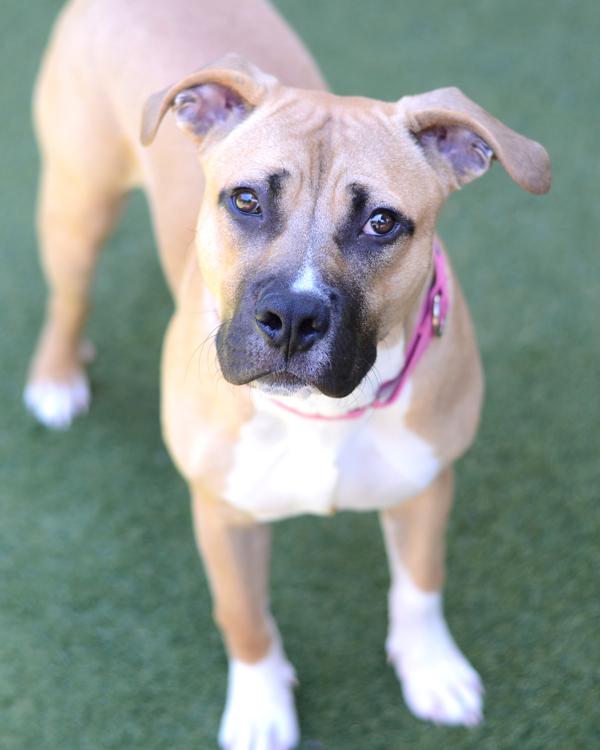Titus, Adoptable, Young Male Boxer & Pit Bull Terrier.