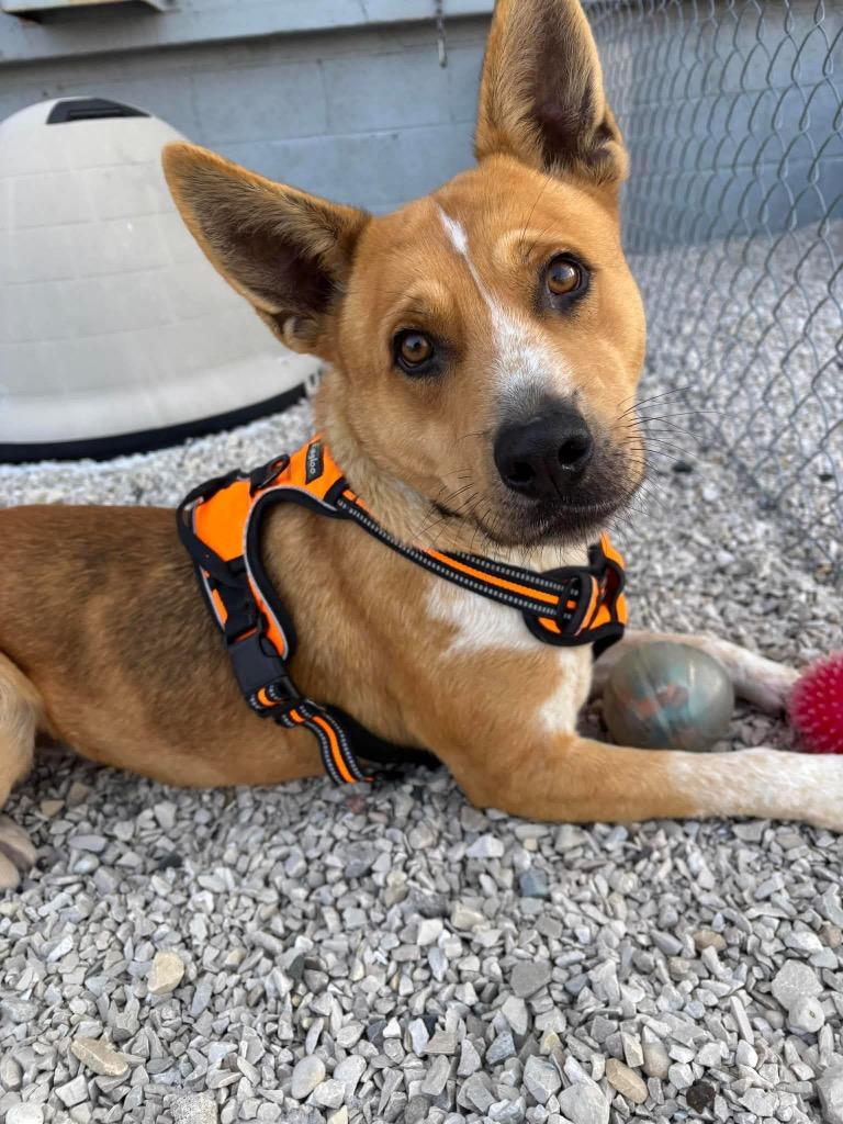 Sparrow $475, Adoptable, Young Male Australian Cattle Dog / Blue Heeler.