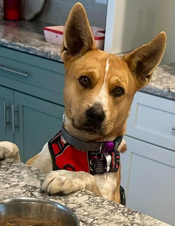 Sparrow $475, a Adoptable Australian Cattle Dog / Blue Heeler in Milwaukee, WI image 2/6