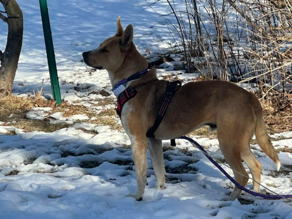 Sparrow $475, a Adoptable Australian Cattle Dog / Blue Heeler in Milwaukee, WI image 3/6
