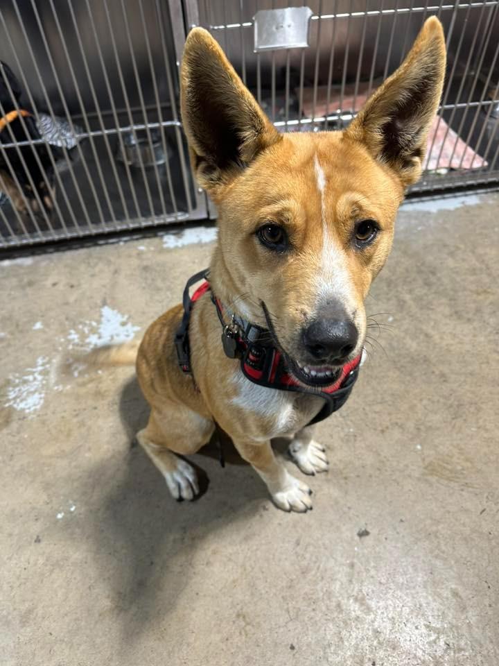 Sparrow $475, a Adoptable Australian Cattle Dog / Blue Heeler in Milwaukee, WI image 4/6