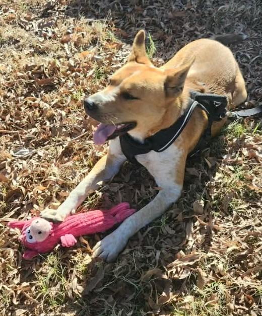 Sparrow $475, a Adoptable Australian Cattle Dog / Blue Heeler in Milwaukee, WI image 5/6