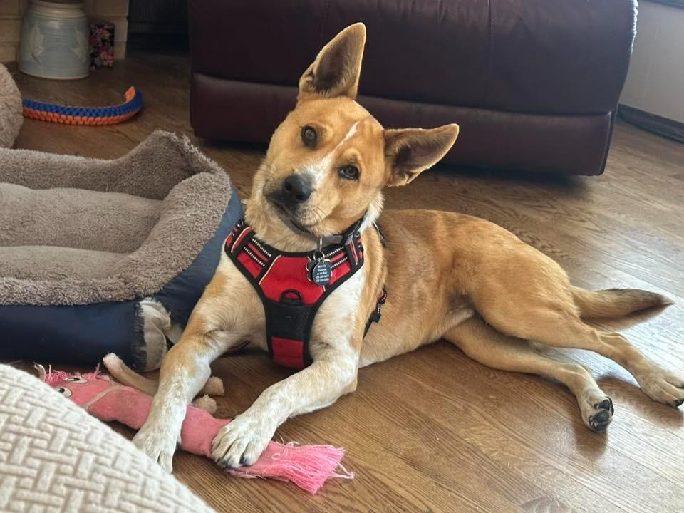Sparrow $475, a Adoptable Australian Cattle Dog / Blue Heeler in Milwaukee, WI image 6/6