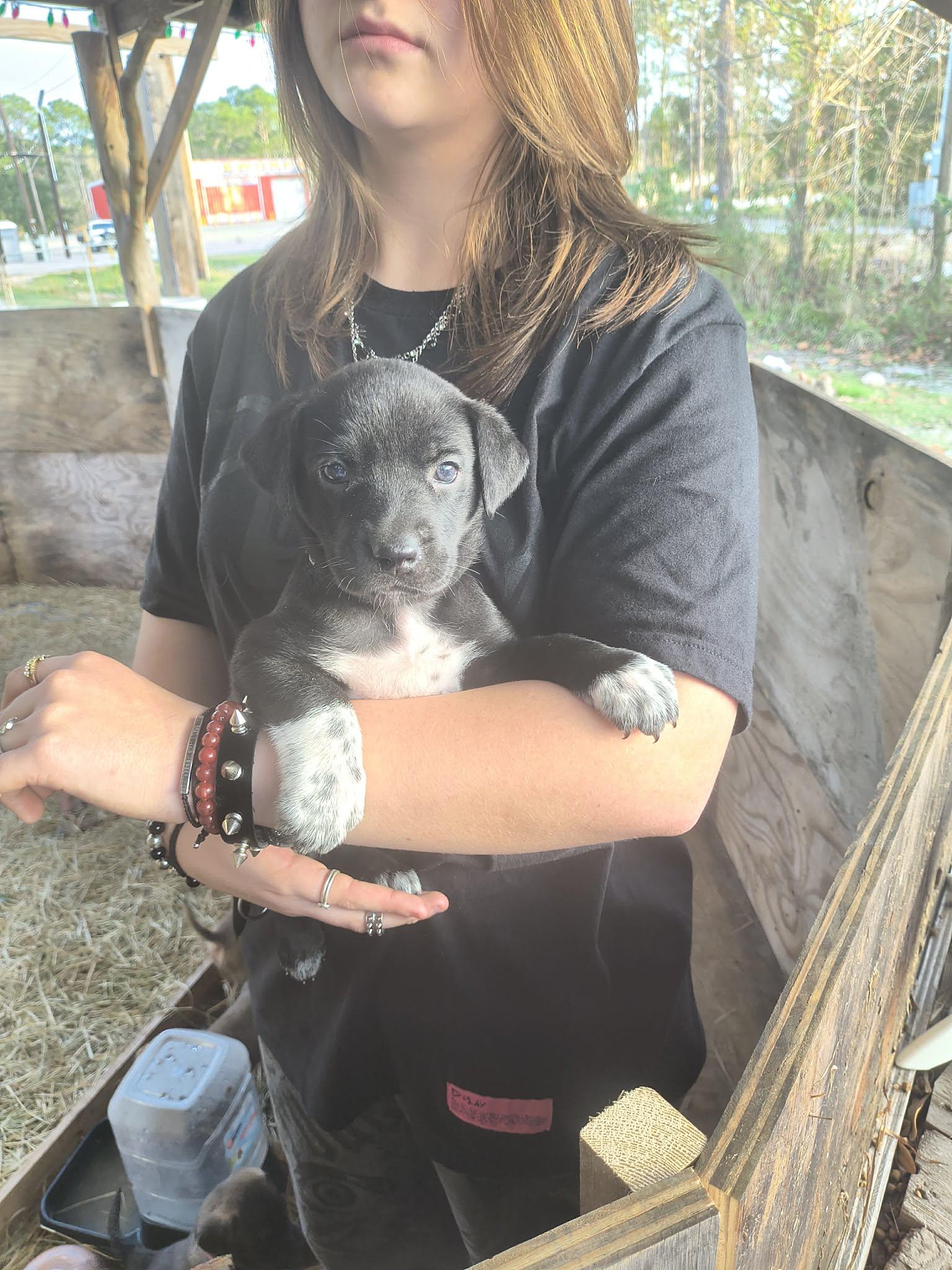 Enlarge Nut, a ADOPTABLE mixed breed in Houston, TX image 1/1