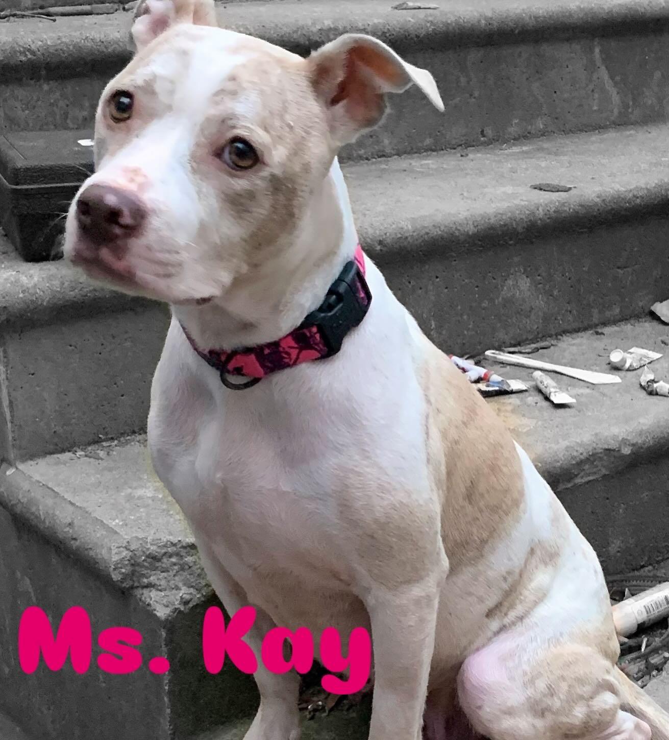 Ms Kay, Adopted, Adult Female Pit Bull Terrier.