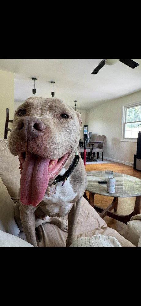 Priscilla (GA) a/k/a Prissy, Adoptable, Adult Female Pit Bull Terrier.