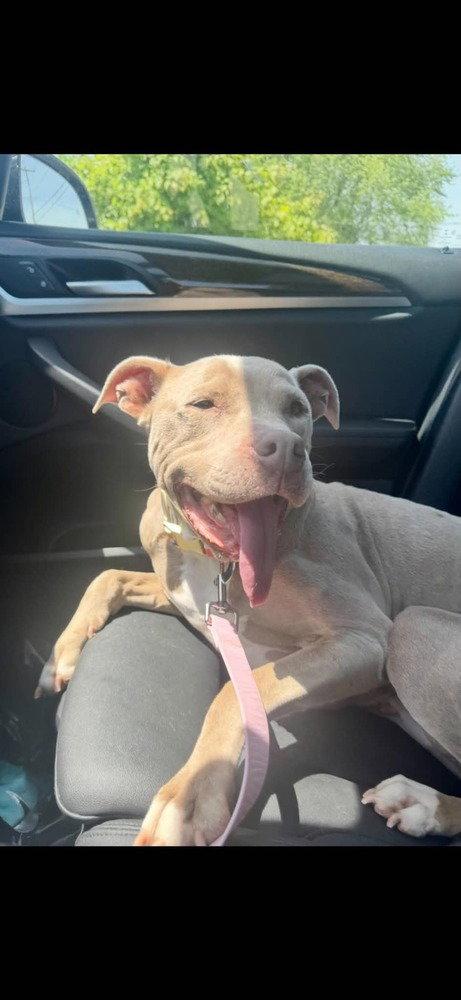 Enlarge Priscilla (GA) a/k/a Prissy, a Adoptable Pit Bull Terrier in New York, NY image 2/3