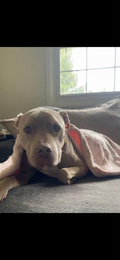 Enlarge Priscilla (GA) a/k/a Prissy, a Adoptable Pit Bull Terrier in New York, NY image 3/3