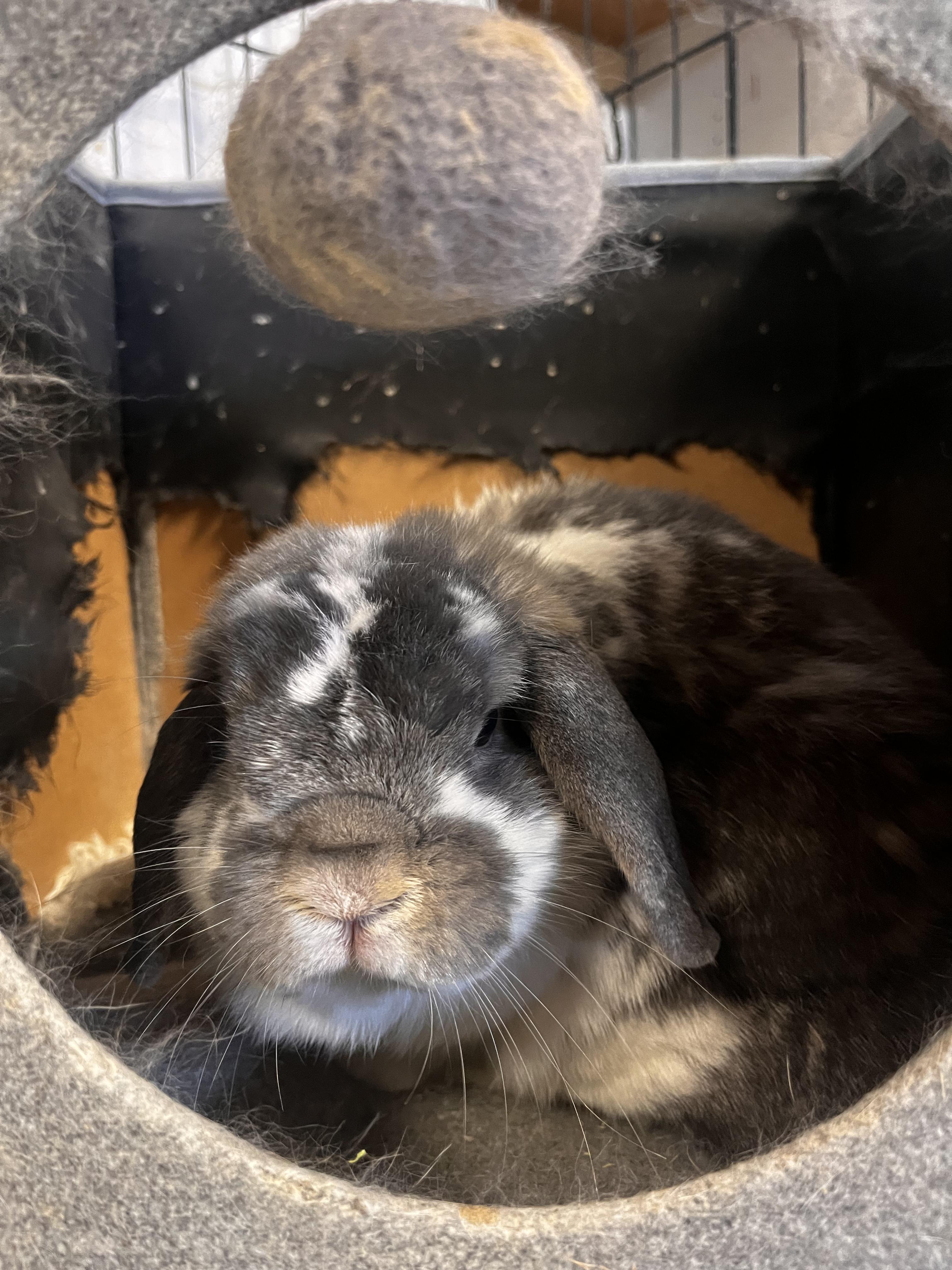 Lightning, Adoptable, Adult Male Holland Lop.