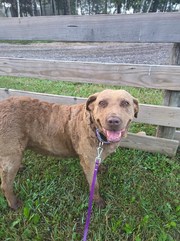 Enlarge Mocha, a Adoptable Chesapeake Bay Retriever in Wausau, WI image 1/5