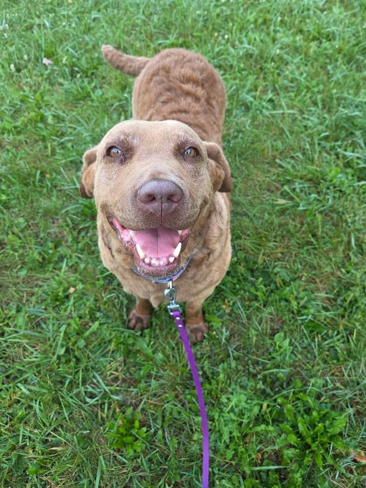 Enlarge Mocha, a Adoptable Chesapeake Bay Retriever in Wausau, WI image 2/5