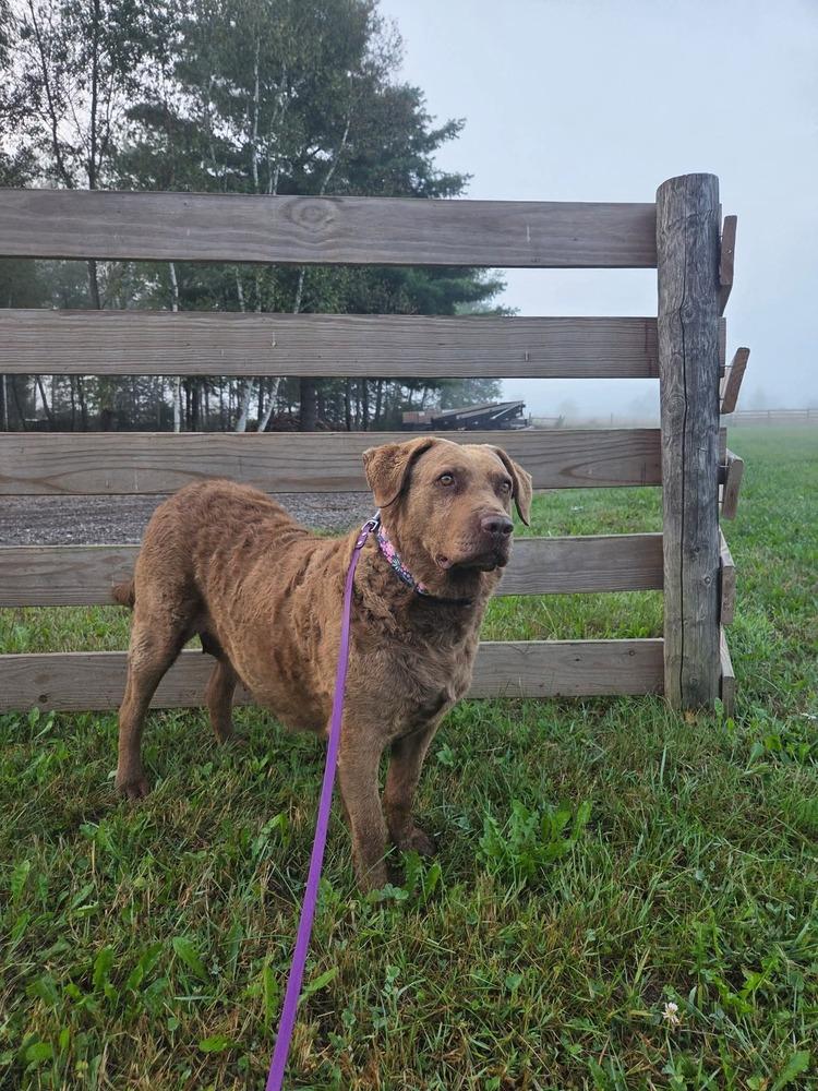 Enlarge Mocha, a Adoptable Chesapeake Bay Retriever in Wausau, WI image 3/5