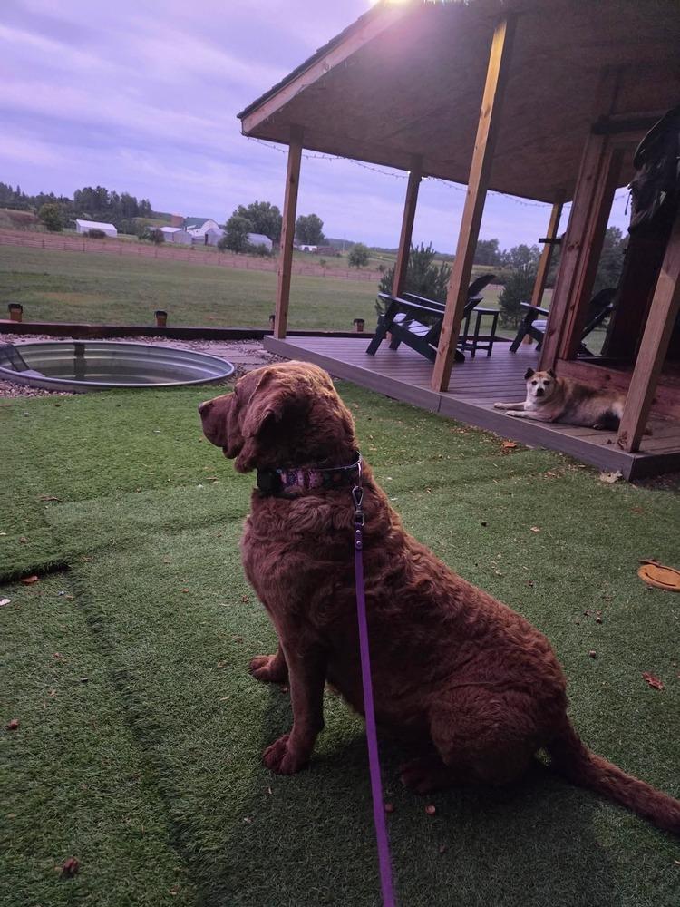 Enlarge Mocha, a Adoptable Chesapeake Bay Retriever in Wausau, WI image 4/5