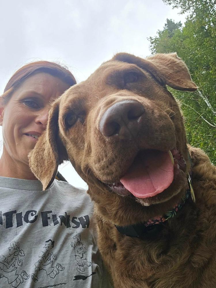 Enlarge Mocha, a Adoptable Chesapeake Bay Retriever in Wausau, WI image 5/5