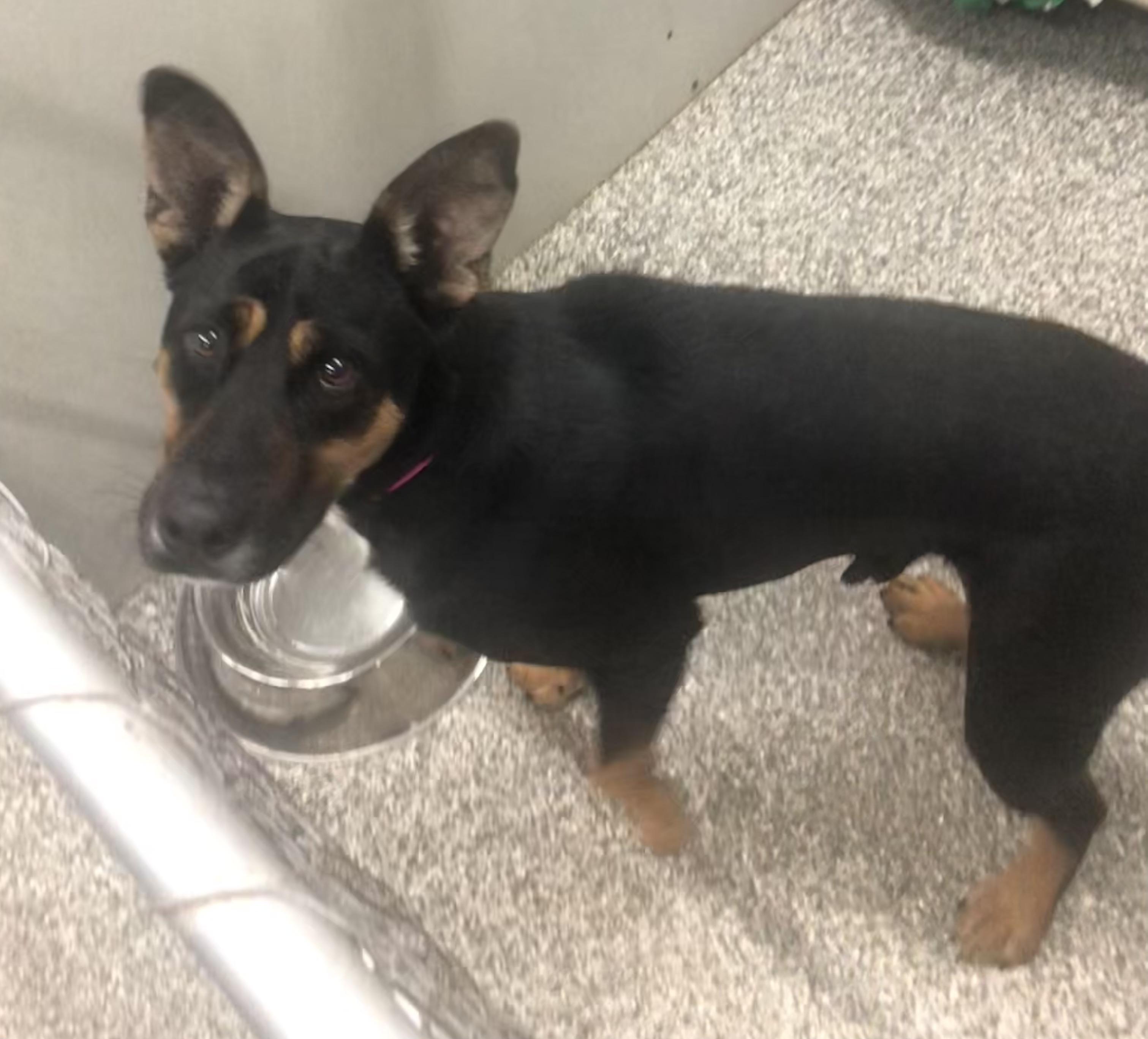 Enlarge Dallas, a Adoptable mixed breed in Parma, OH image 1/1