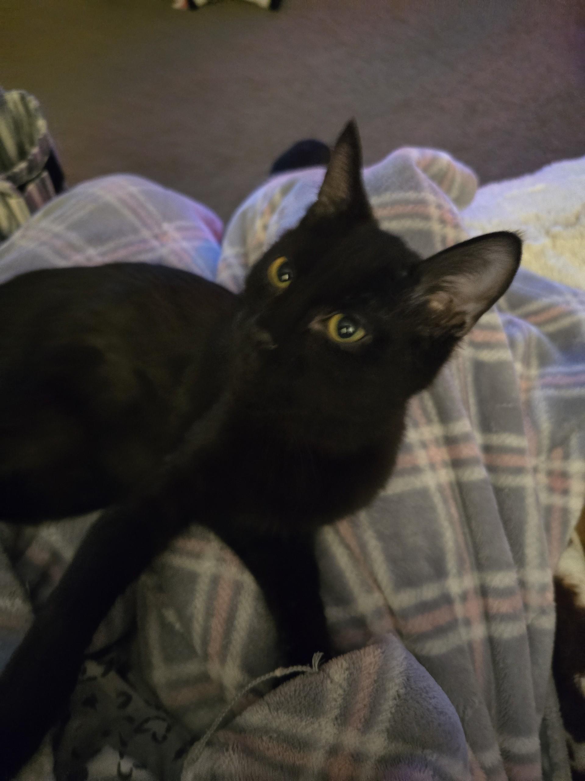 Baby Boo, a Adoptable American Shorthair in Massillon, OH image 2/4