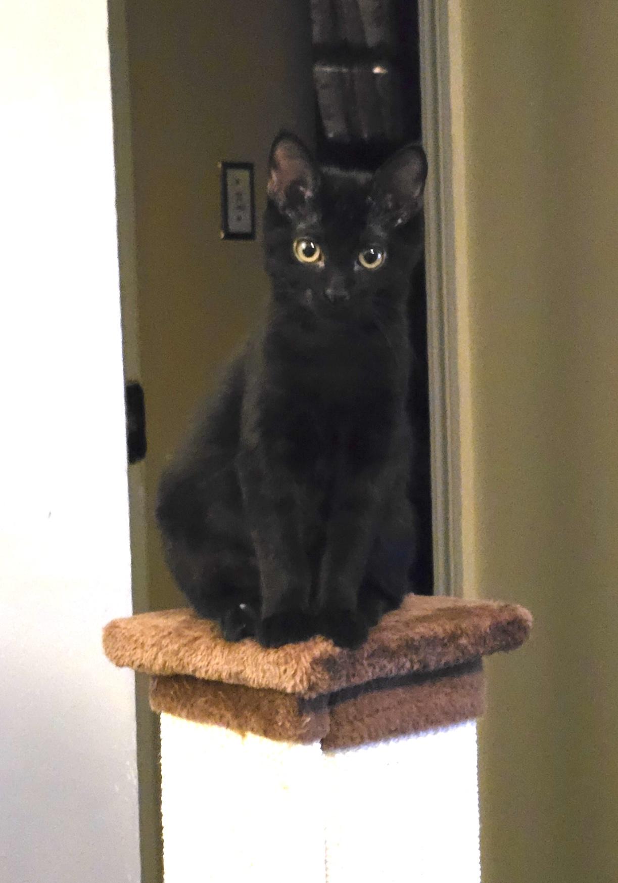 Baby Boo, a Adoptable American Shorthair in Massillon, OH image 4/4