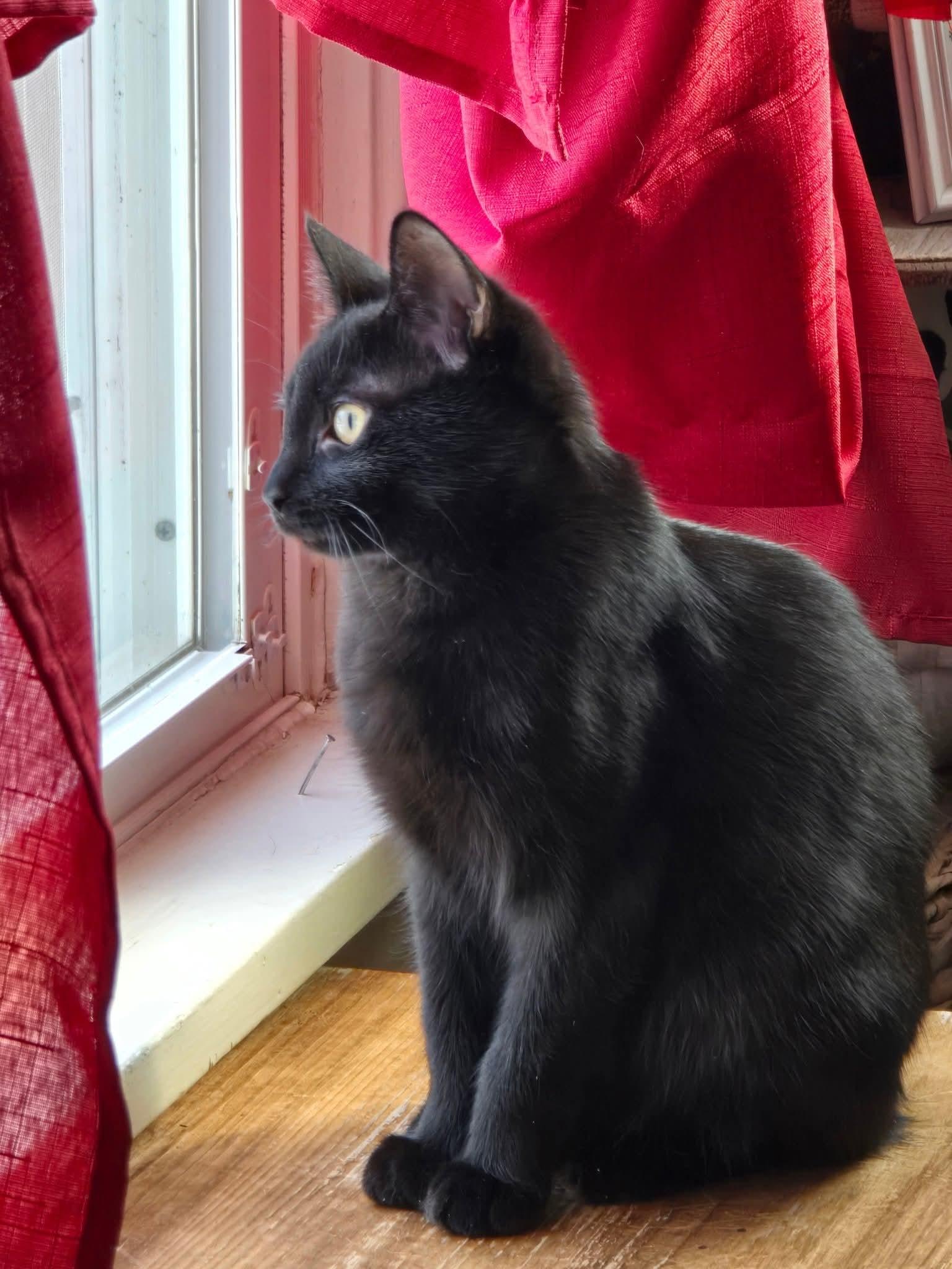 Baby Boo, a Adoptable American Shorthair in Massillon, OH image 1/4