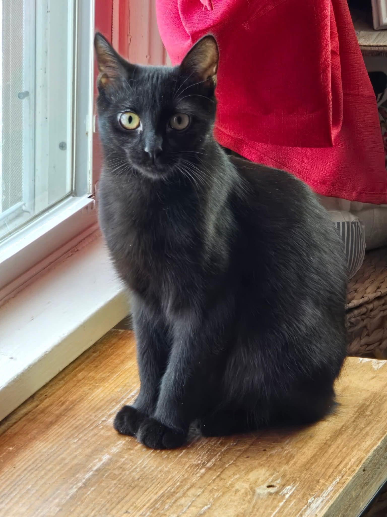 Baby Boo, a Adoptable American Shorthair in Massillon, OH image 3/4