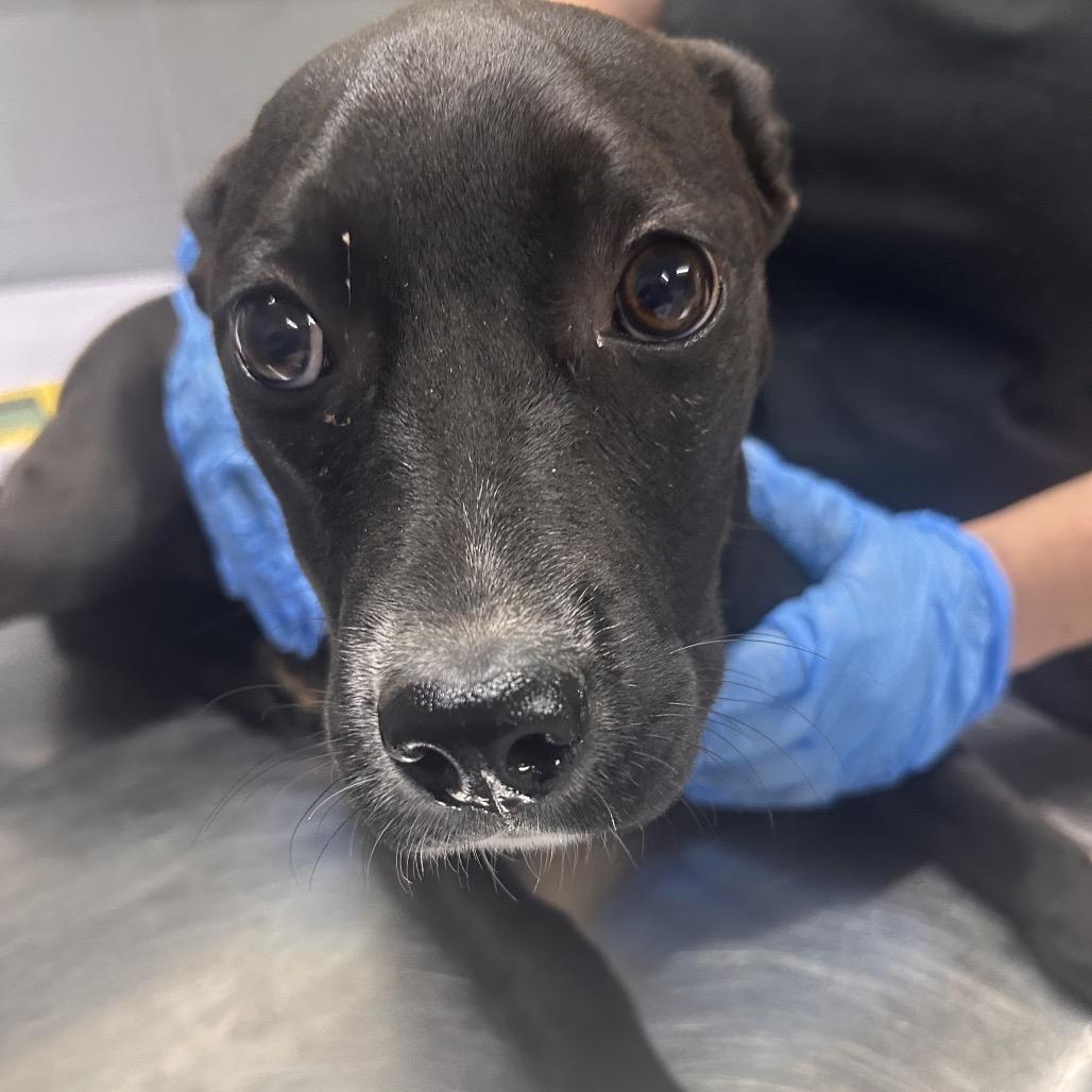 Spring @ Foster, Adoptable, Young Female Mixed Breed.