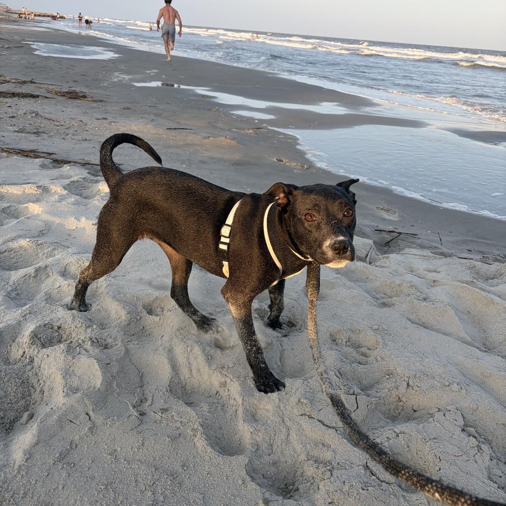Enlarge Spring @ Foster, a Adoptable Mixed Breed in Summerville, SC image 2/6