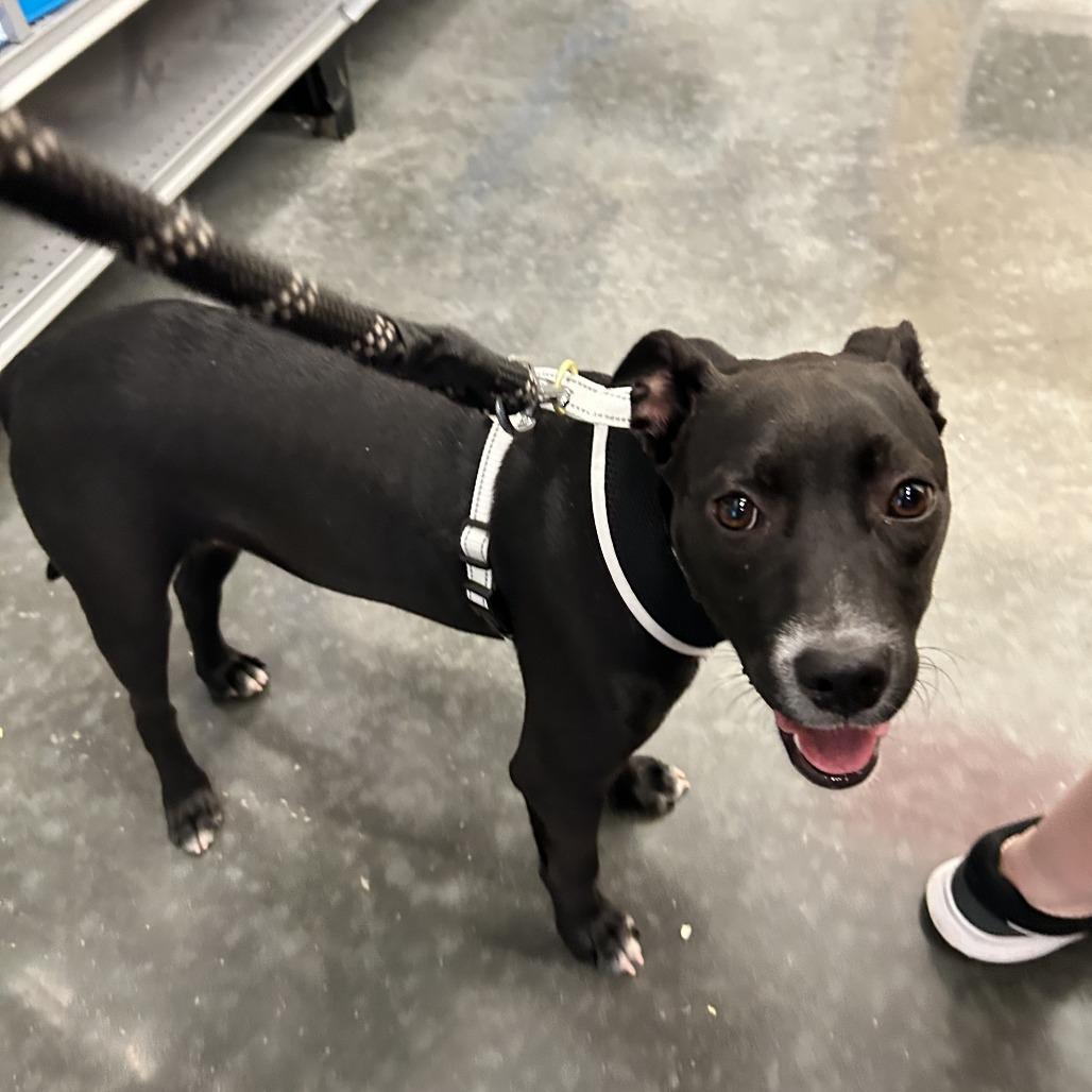 Enlarge Spring @ Foster, a Adoptable Mixed Breed in Summerville, SC image 3/6