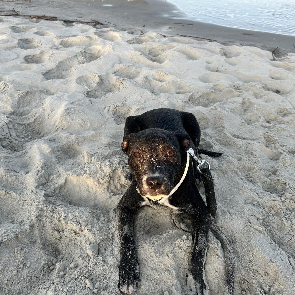 Enlarge Spring @ Foster, a Adoptable Mixed Breed in Summerville, SC image 4/6