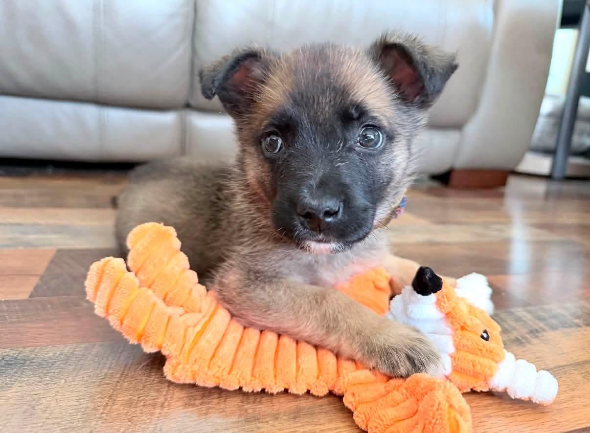 Echo, adopted, Puppy Female German Shepherd Dog.