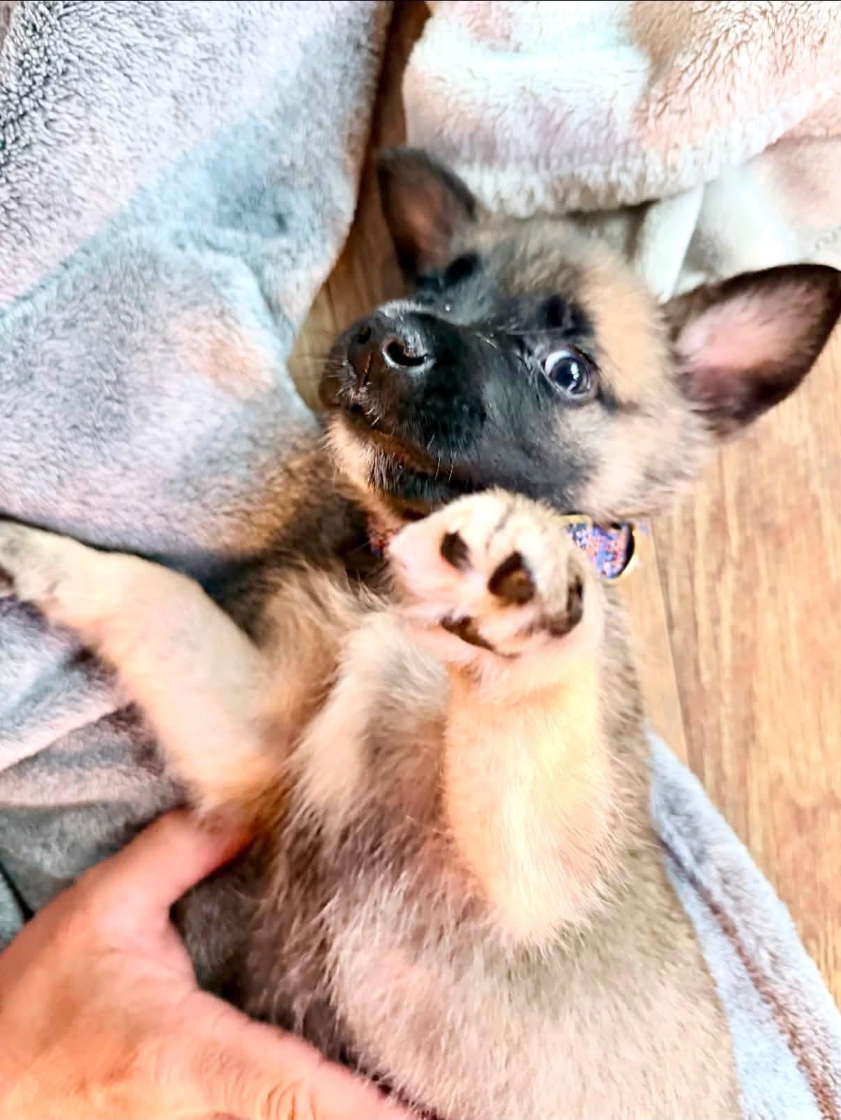 Echo, an adopted mixed breed in CHURCHVILLE, NY image 2/2