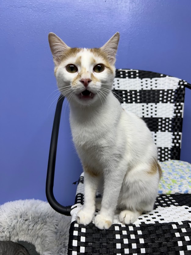 Enlarge EMBER, a Adoptable Tabby in Flint, TX image 3/4