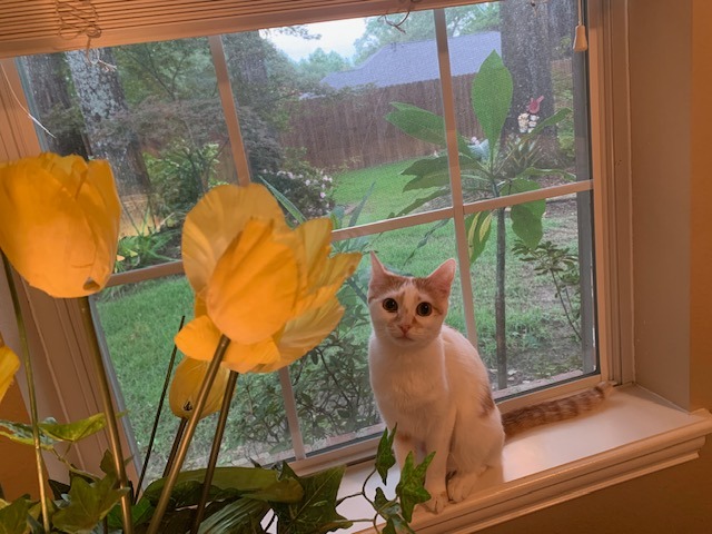 Enlarge EMBER, a Adoptable Tabby in Flint, TX image 2/4