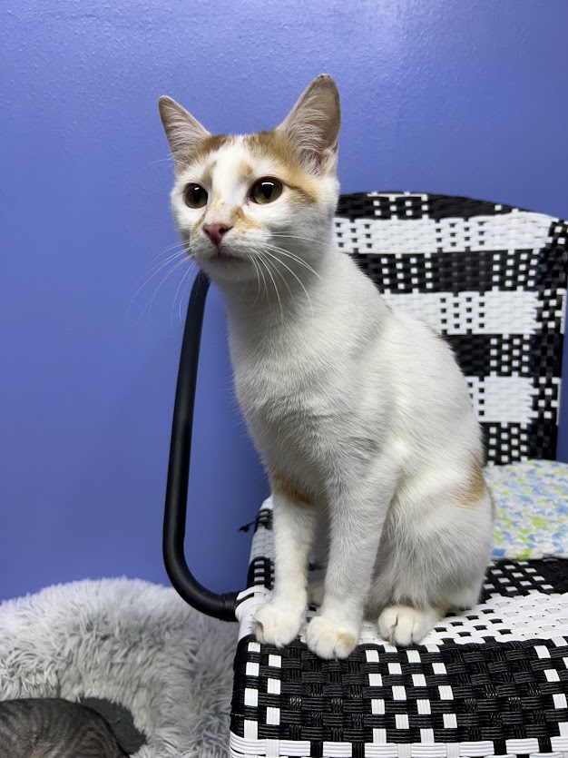 Enlarge EMBER, a Adoptable Tabby in Flint, TX image 4/4