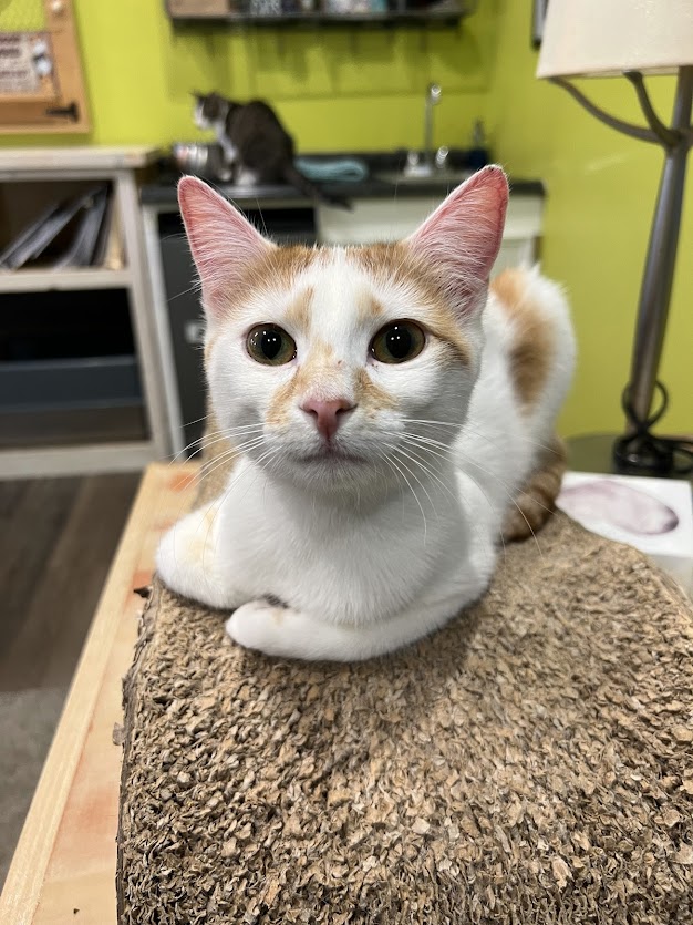 EMBER, Young Female Tabby