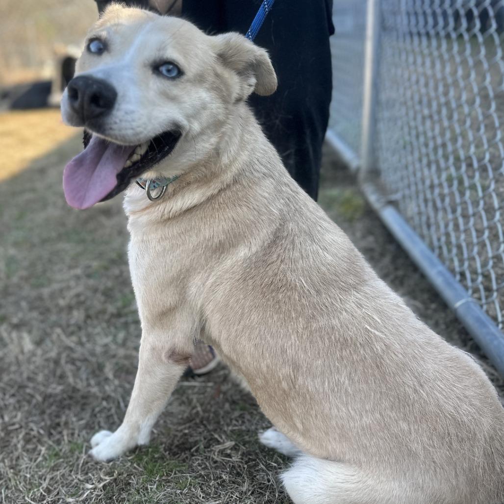 Enlarge Azul, a ADOPTABLE mixed breed in Orangeburg, SC image 1/1